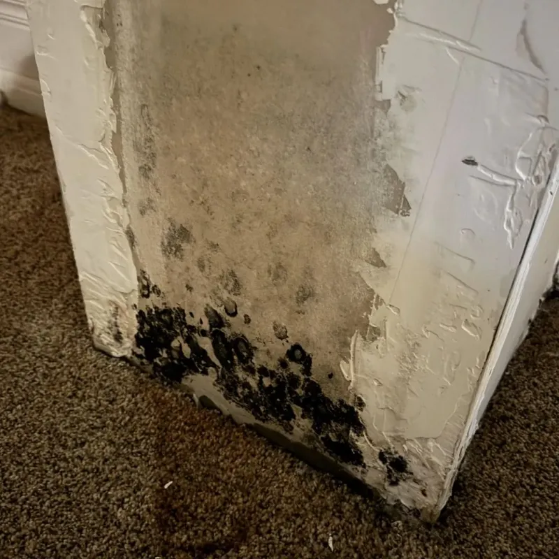 Professional Mold Removal in Smithville, MO